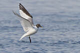 Image. Sabine's Gull