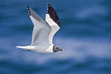 Image. Sabine's Gull