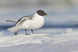 Image. Sabine's Gull