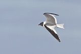 Image. Sabine's Gull