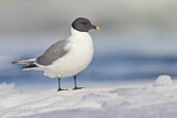Image. Sabine's Gull