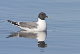 Image. Sabine's Gull