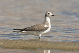 Image. Sabine's Gull