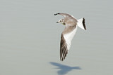Image. Sabine's Gull