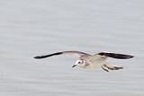 Image. Sabine's Gull