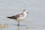 Image. Sabine's Gull