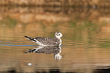 Image. Sabine's Gull