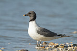Image. Sabine's Gull