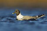 Image. Sabine's Gull