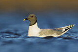 Image. Sabine's Gull