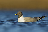 Image. Sabine's Gull