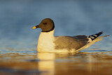 Image. Sabine's Gull