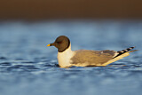 Image. Sabine's Gull