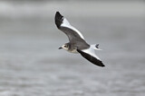 Image. Sabine's Gull