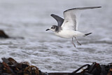 Image. Sabine's Gull
