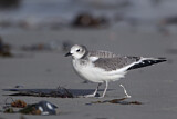 Image. Sabine's Gull