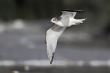 Image. Sabine's Gull
