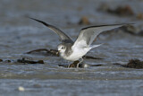 Image. Sabine's Gull