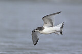 Image. Sabine's Gull
