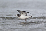 Image. Sabine's Gull