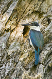 Image. Sacred Kingfisher