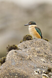 Image. Sacred Kingfisher