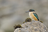 Image. Sacred Kingfisher