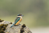 Image. Sacred Kingfisher