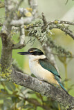 Image. Sacred Kingfisher