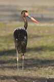 Image. Saddle-billed Stork