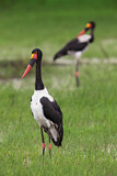 Image. Saddle-billed Stork
