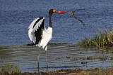 Image. Saddle-billed Stork