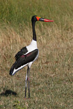 Image. Saddle-billed Stork