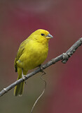 Image. Saffron Finch
