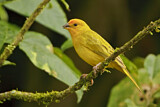 Image. Saffron Finch