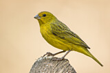 Image. Saffron Finch