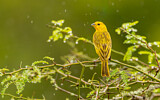 Image. Saffron Finch