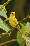 Image. Saffron Finch