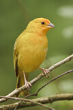 Image. Saffron Finch