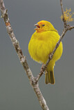 Image. Saffron Finch