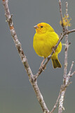 Image. Saffron Finch