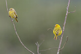 Image. Saffron Finch