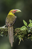 Image. Saffron Toucanet