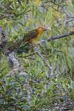 Image. Saffron Toucanet