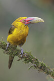 Image. Saffron Toucanet