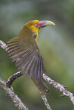 Image. Saffron Toucanet