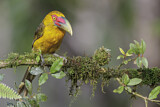Image. Saffron Toucanet