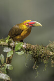 Image. Saffron Toucanet
