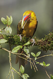 Image. Saffron Toucanet
