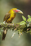 Image. Saffron Toucanet